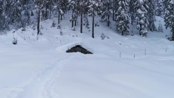 Paisagem Inverno Cabana Abandonada Coberta Neve Fundo Dos Abetos Dos — Vídeo de Stock