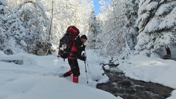 Człowiek Plecakiem Trekkingowymi Kijami Przecina Strumień Zimowych Lasach — Wideo stockowe