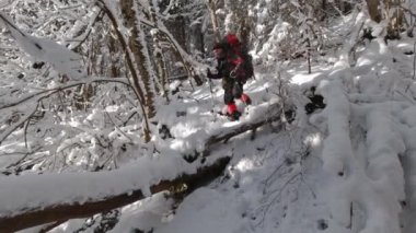 Sırt çantalı bir adam devrilmiş bir ağacın üzerinden patikaya tırmanıyor..