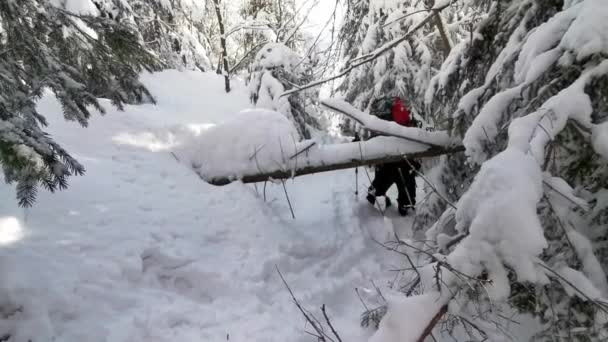 Homem Com Uma Mochila Sobe Sob Uma Árvore Caída Trilha — Vídeo de Stock