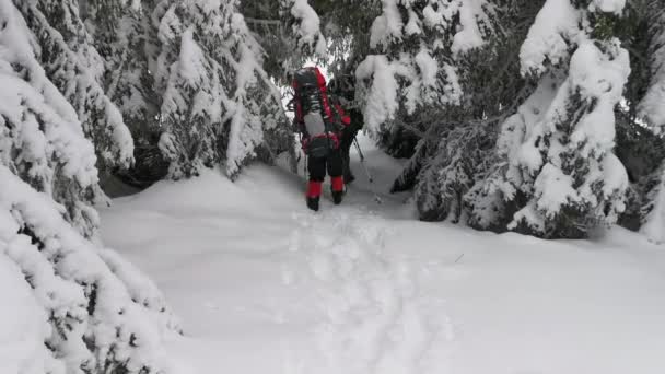 バックパックとスノーシューズを持つ2人の男が冬のハイキングでトレイルを歩く — ストック動画