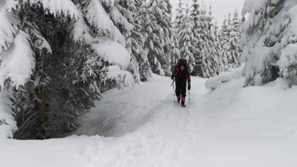 背包客在冬天的远足中 用手杖把雪地上的雪撞倒了 — 图库视频影像