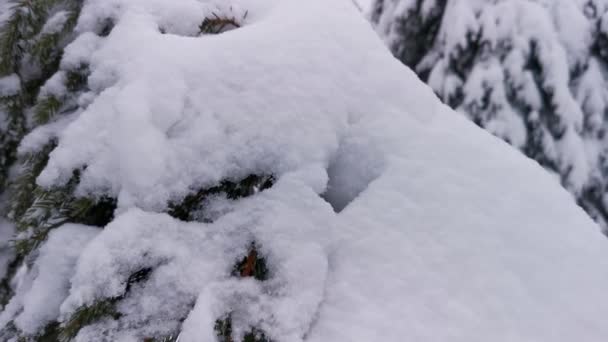 Πεζοπόροι Φωτογραφίζονται Χιονισμένο Δάσος Χειμερινή Πεζοπορία — Αρχείο Βίντεο