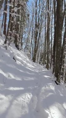 Dağlardaki orman yolunda kış güneşli bir gün. POV