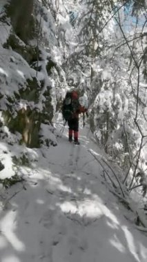 Sırt çantalı bir adam dağlardaki bir kış ormanında yol boyunca yürür..