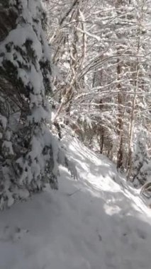 Dağlardaki orman yolunda kışın yürüyüş yapan ilk kişi. POV