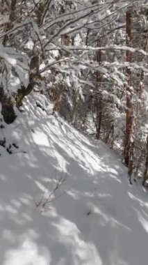 Güneşli bir günde, kış ormanlarında yürüyüş yapmak. POV