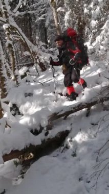 Sırt çantalı bir adam devrilmiş bir ağacın üzerinden patikaya tırmanıyor..