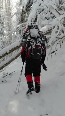 Sırt çantalı bir adam, kış ormanlarında devrilmiş bir ağacın altında sürünüyor.