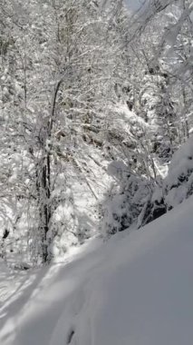 Dağlardaki orman yolunda kışın yürüyüş yapan ilk kişi. POV