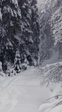Karlı bir kış ormanında yürüyüşçüler için bir bahar.. 