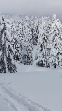 Sırt çantalı ve kar ayakkabılı yürüyüşçüler kış yürüyüşünde yolda yürürler.. 