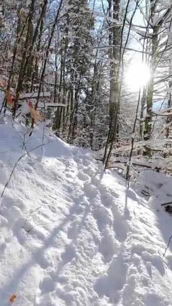 Pierwsza Osoba Widok Chodzenie Zimą Słoneczny Dzień Ścieżce Leśnej Górach — Wideo stockowe