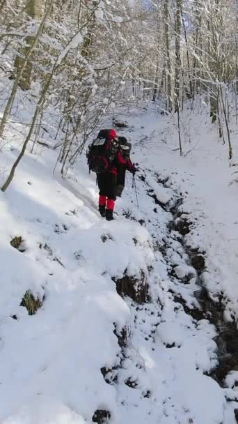 Groupe Touristes Traverse Ruisseau Dans Une Forêt Hiver — Video