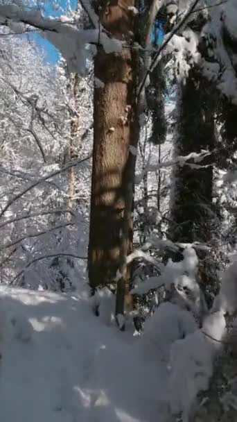 Escursione Lungo Sentiero Forestale Nei Boschi Invernali Una Giornata Sole — Video Stock