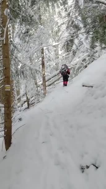 Ένας Άντρας Σακίδιο Βγάζει Φωτογραφίες Στο Τηλέφωνο Ενός Χειμερινού Δάσους — Αρχείο Βίντεο