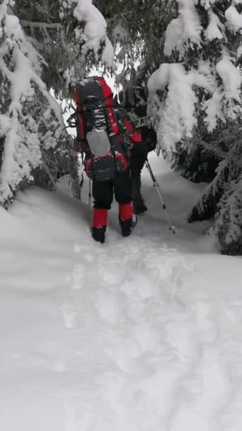 Twee Mannen Met Rugzakken Sneeuwschoenen Lopen Het Pad Een Winterwandeling — Stockvideo