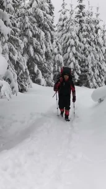 Backpacker Zimowej Wędrówce Powala Śnieg Drzewa Świerkowego Kijem Trekkingowym — Wideo stockowe