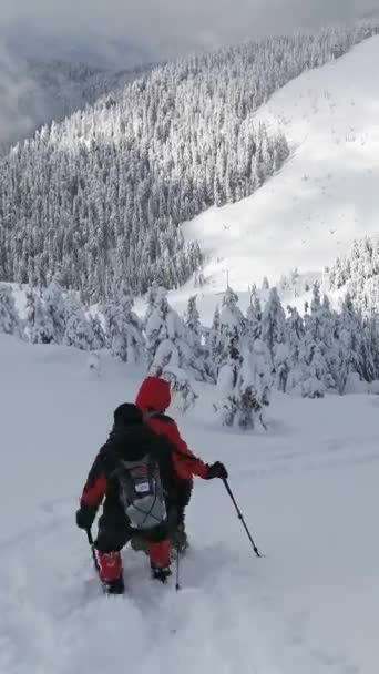 Les Randonneurs Descendent Montagne Zone Forestière Lors Une Randonnée Hivernale — Video