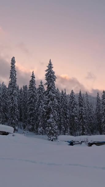 Paisagem Uma Floresta Tarde Inverno Nos Cárpatos Tempo Caducidade — Vídeo de Stock