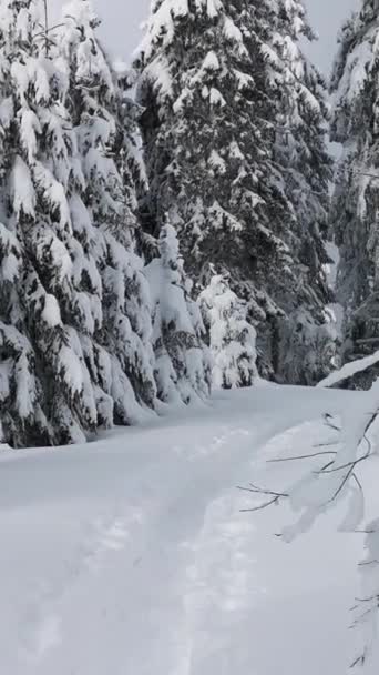 Wędrówki Leśnym Szlaku Zimowym Lesie Słoneczny Dzień Pov — Wideo stockowe