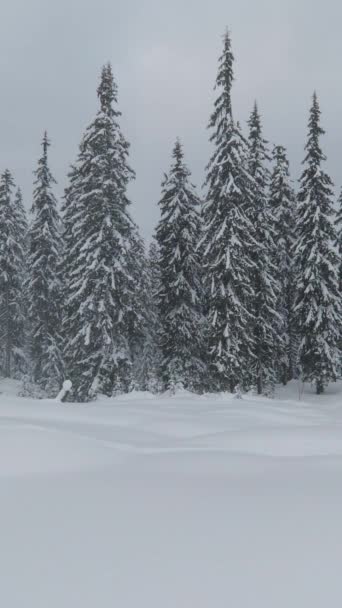 冬の風景 曇り空雪の冬の日に雪に覆われたスプルース — ストック動画
