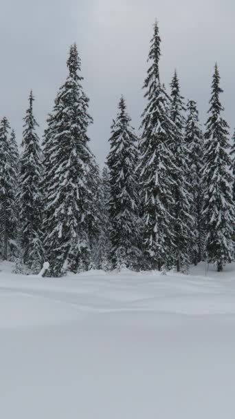 Tres Hombres Una Caminata Invierno Caminando Rápidamente Raquetas Nieve Nieve — Vídeo de stock