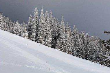 Trees grow on a snow-covered slope in the Ukrainian Carpathians. 