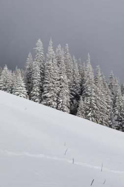 Trees grow on a snow-covered slope in the Ukrainian Carpathians. 