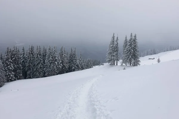 A trail in the snow in the Ukrainian Carpathians.