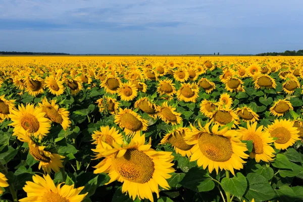 Sunflowers in an agricultural field on a sunny day 
