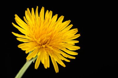 Kara Arkaplanda Çiçekli Karahindiba, Stüdyo Çekimi