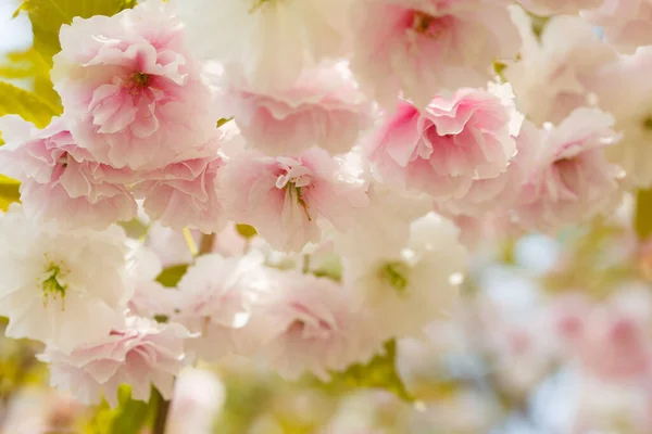 Kirschblüten Auf Einem Baum — Stockfoto