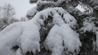 Spruce ağacı olan bir Kış Harikalar Diyarı