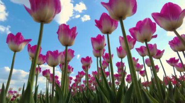 Güneşli bir günde mavi gökyüzü ile laleler - rahatlatıcı bir video