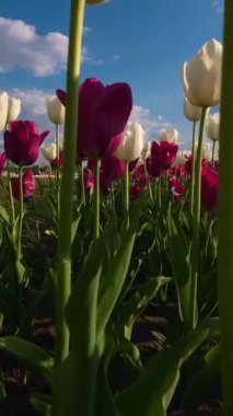 Akşam güneşi altında kırmızı ve beyaz laleler parlıyor. Dikey video