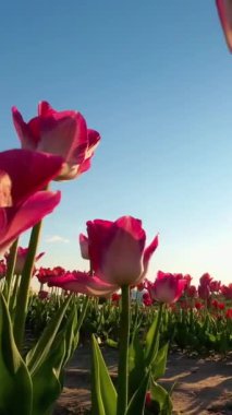 Lalelerin ve Günbatımlarının Sihri: Bir Dikey Video Deneyimi