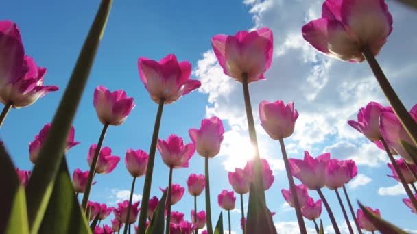 Tulipany Błękitnym Tle Nieba Słoneczny Dzień — Wideo stockowe