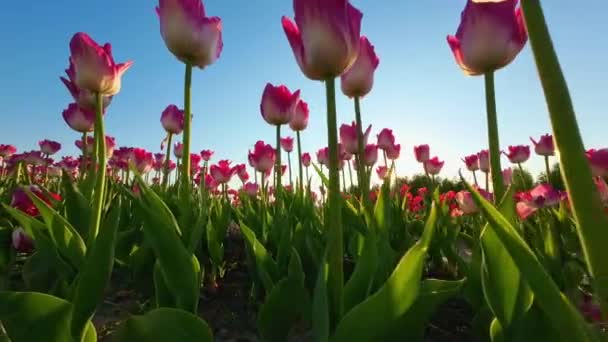 Coucher Soleil Des Tulipes Uhd Vidéo Beauté Romance — Video