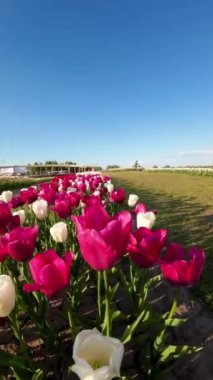 Çiçek açan laleler: Bir Alanın Güzel Dikey Videosu
