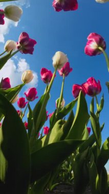 Çiçek açan laleler: Bir Alanın Güzel Dikey Videosu