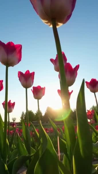 Kwitnące Tulipany Zachód Słońca Pionowe Wideo Romantycznej Chwili — Wideo stockowe