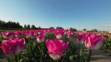Bir Çiçek Alanındaki Güzel Laleler: UHD Video