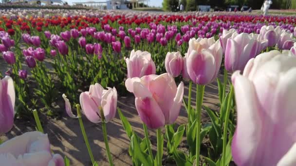 Virágok Kék Egy Lenyűgöző Videó Egy Tulipán Mező — Stock videók