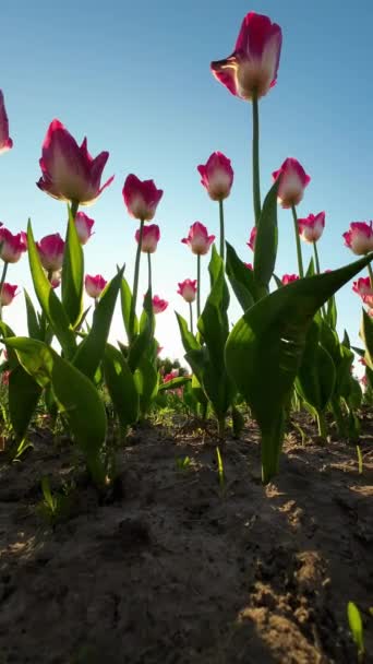 Zapadající Slunce Kvetoucí Tulipány — Stock video