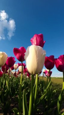 Güneşli bir çayırda büyüyen ve açan lalelerin güzelliğini yansıtan dikey bir video.