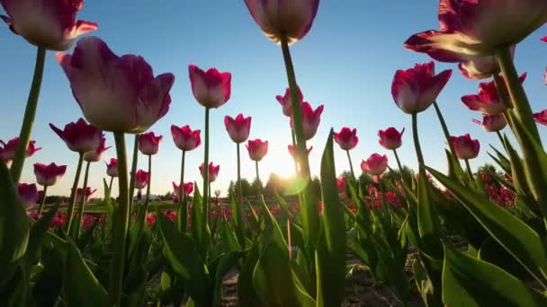 Západ Slunce Tulipány Uhd Video Krásy Romantiky — Stock video