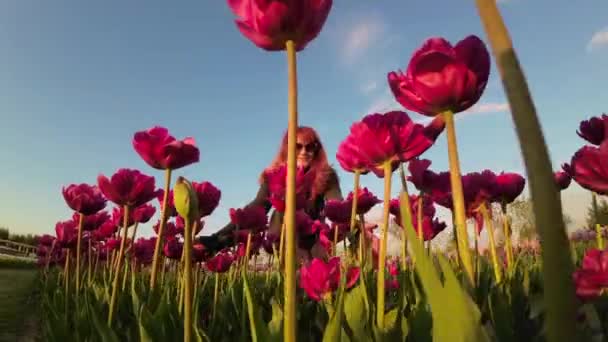 Uhd Wideo Kobiety Zwiedzającej Pole Kwitnących Tulipanów — Wideo stockowe