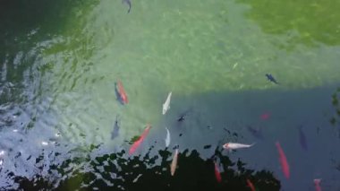 Yaz Göleti Macerası: Kırmızı ve Beyaz Japon Balığı Oyun 'da