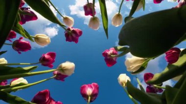 Mavi gökyüzünün altında kırmızı ve beyaz laleler. UHD Video